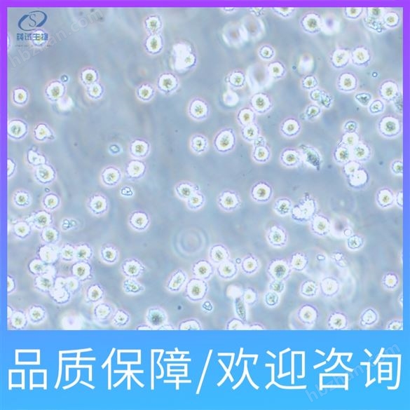 角質(zhì)細(xì)胞無(wú)血清培養(yǎng)基（D-KSFM ）