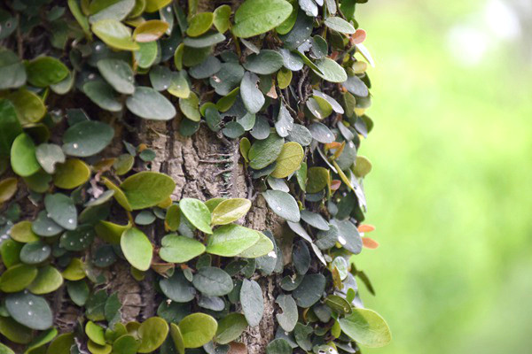 “國家重點監(jiān)控單位”“重點排污單位”“環(huán)境監(jiān)管重點單位”的關(guān)系？