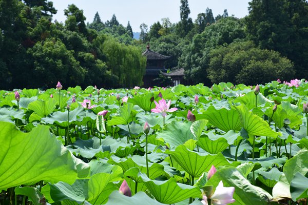 治污攻堅(jiān)｜常州溧陽(yáng)：常州河三期工程收官，水清岸綠煥新顏