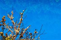 澳碳所携手S&P Global Energy，共建全球碳市场互聊新生意