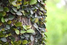 湖北省“十五五”規(guī)劃建議出爐 加快經(jīng)濟(jì)社會(huì)發(fā)展全面綠色轉(zhuǎn)型