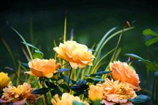 綠谷周報(bào)丨膜法技術(shù)再突破；海外垃圾發(fā)電項(xiàng)目過百；環(huán)保全球賽道誰主沉??？