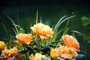 绿谷周报丨膜法技术再突破；海外垃圾发电项目过百；环保全球赛道谁主沉浮？