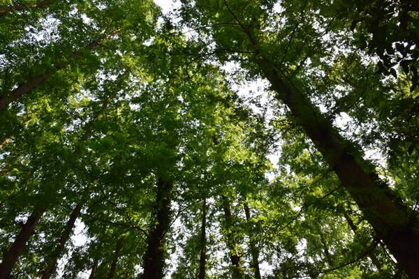 《鹽堿地微生物改良技術(shù)指南與成效評(píng)估》團(tuán)體標(biāo)準(zhǔn)立項(xiàng)評(píng)審會(huì)順利召開