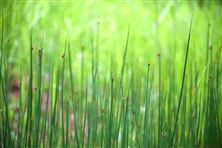 六安市四舉措推深做實(shí)“農(nóng)業(yè)綠”