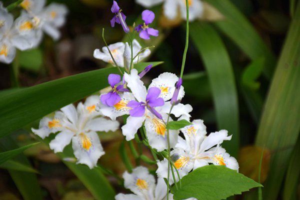 生態(tài)環(huán)境部和國(guó)家稅務(wù)總局簽署備忘錄 深化環(huán)境保護(hù)稅征收管理部門協(xié)作