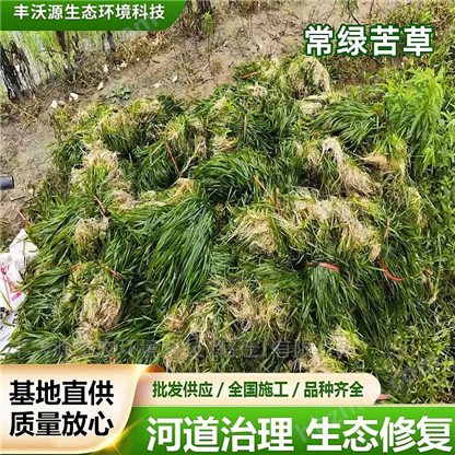 苦草苗 矮苦草 常绿水草